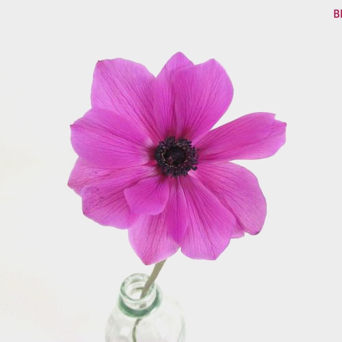 Assorted Anemones 10 Bunch X 10 Stem Box (100 Stems)