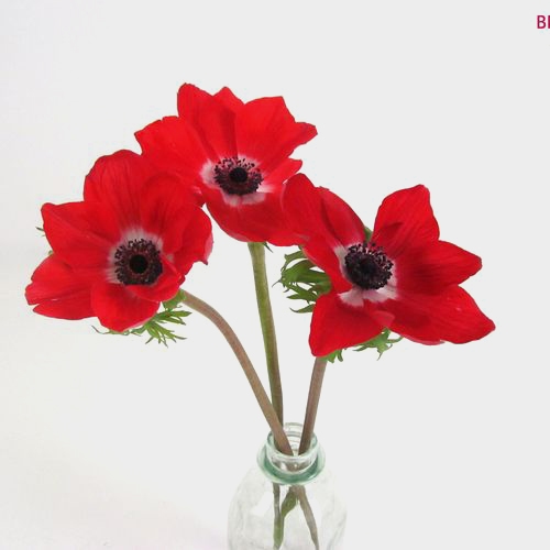Assorted Anemones 10 Bunch X 10 Stem Box (100 Stems)