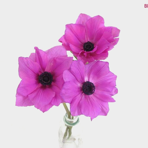 Assorted Anemones 10 Bunch X 10 Stem Box (100 Stems)