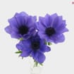 Assorted Winter Anemones 10 Bunch X 10 Stem Box (100 Stems)