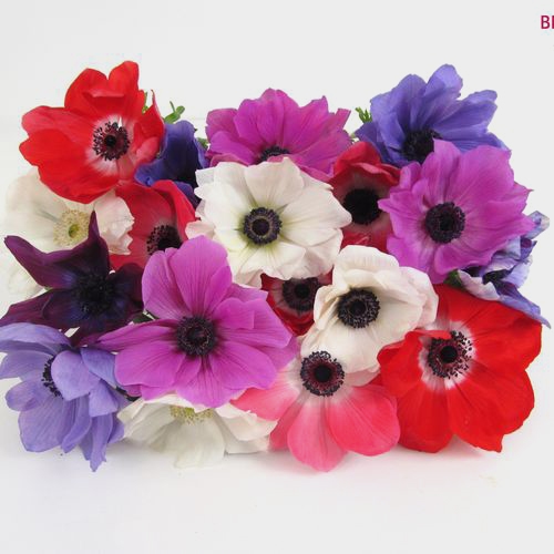 Assorted Winter Anemones 15 Bunch X 10 Stem Box (150 Stems)