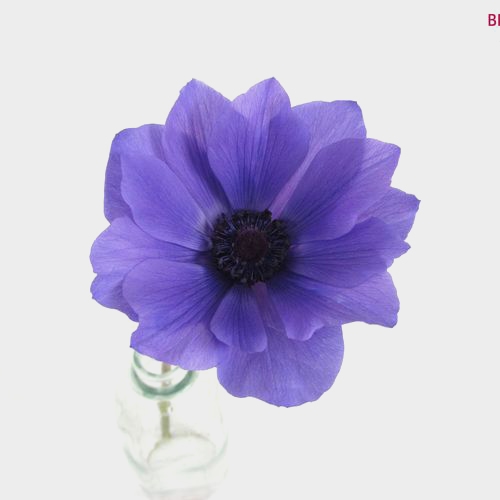Assorted Anemones 15 Bunch X 10 Stem Box (150 Stems)