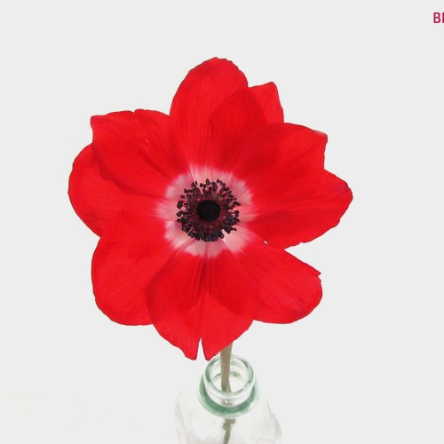 Assorted Anemones 15 Bunch X 10 Stem Box (150 Stems)