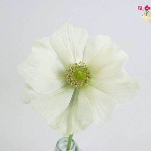 Assorted Anemones 15 Bunch X 10 Stem Box (150 Stems)