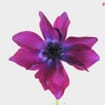 Assorted Anemones 15 Bunch X 10 Stem Box (150 Stems)