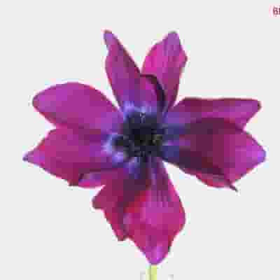 Assorted Anemones 15 Bunch X 10 Stem Box (150 Stems)