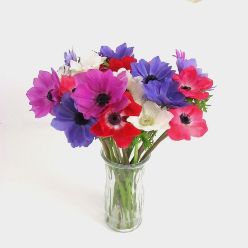 Assorted Anemones 15 Bunch X 10 Stem Box (150 Stems)