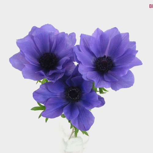 Assorted Anemones 15 Bunch X 10 Stem Box (150 Stems)