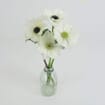 Assorted Anemones 15 Bunch X 10 Stem Box (150 Stems)