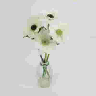 Assorted Anemones 15 Bunch X 10 Stem Box (150 Stems)