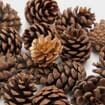 Pine Cones Small (bag/100)