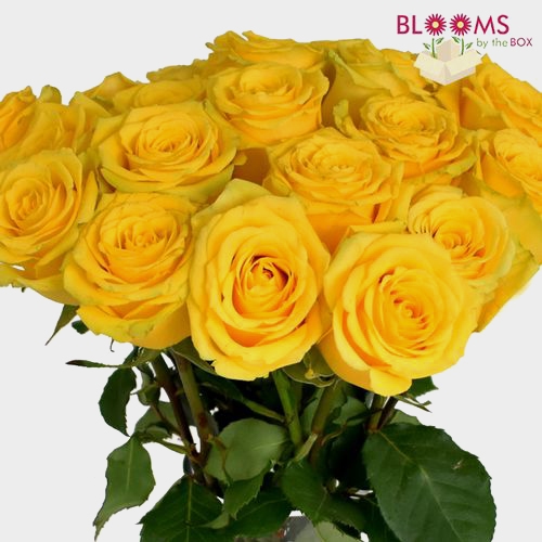 Rose Brighton Yellow 60cm - Wholesale - Blooms By The Box