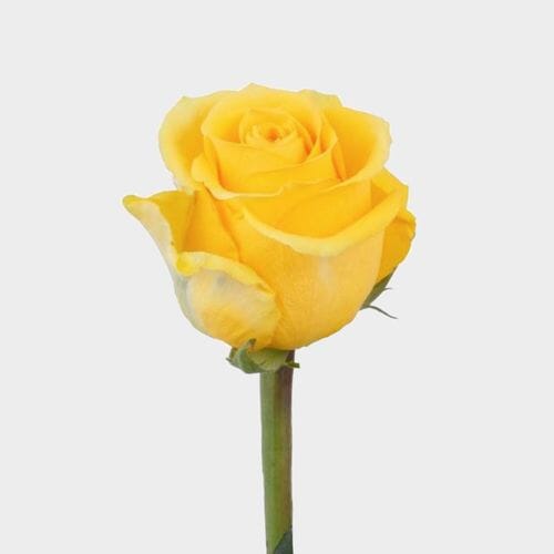 Wholesale flowers: Rose Brighton Yellow 60cm
