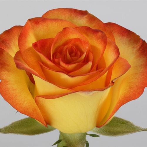 Wholesale flowers prices - buy Rose High Magic 50cm in bulk