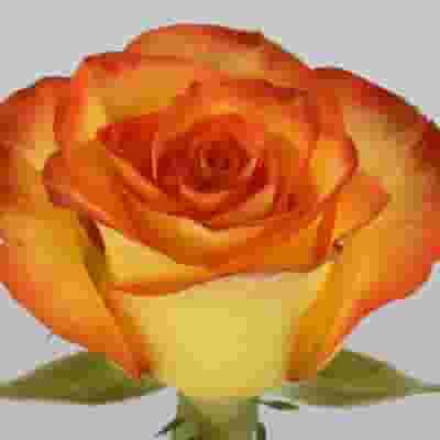 Rose High Magic 50cm