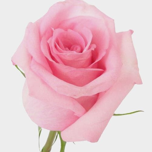 Wholesale flowers: Rose Jessica Pink  40 Cm