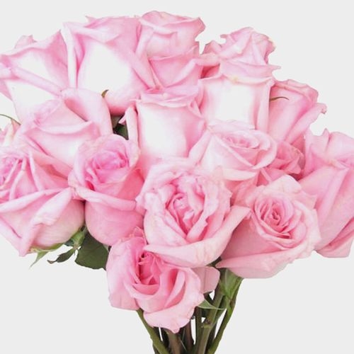 Rose Jessica Pink  40 Cm