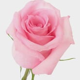 Rose Jessica Pink 50cm