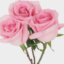Jessica Roses Color Rose Jessica Pink 50cm - Wholesale - Blooms By The Box