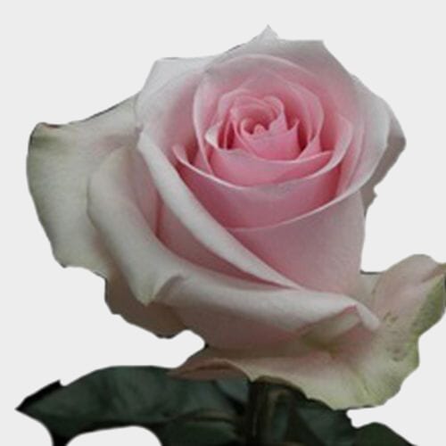 Wholesale flowers: Rose Novia Pink 40cm