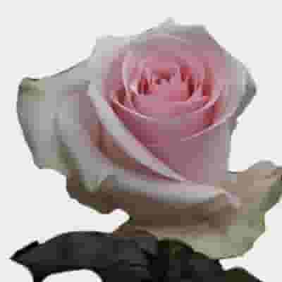Rose Novia Pink 50cm