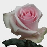 Rose Novia Pink 50cm