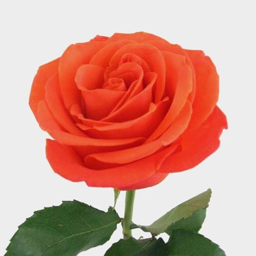 Wholesale flowers prices - buy Rose Orange Crush 40cm in bulk