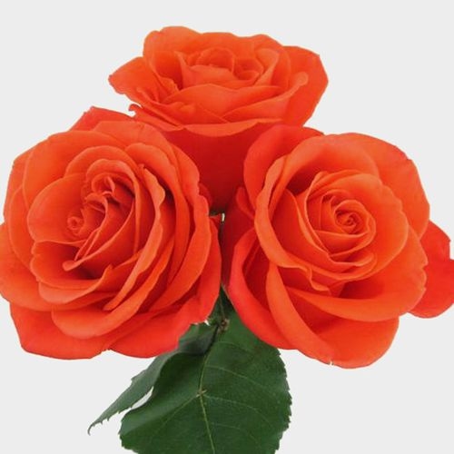 Rose Orange Crush 40cm