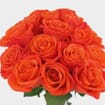 Rose Orange Crush 40cm