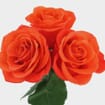 Rose Orange Crush 50cm