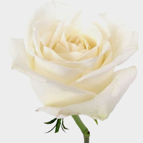 Wholesale flowers prices - buy Rose Playa Blanca White  60 Cm in bulk