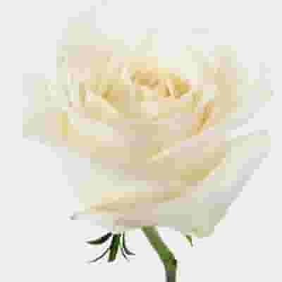 Rose Playa Blanca White  60 Cm