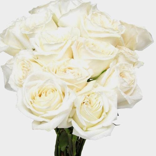 Rose Playa Blanca White 60 Cm - Wholesale - Blooms By The Box