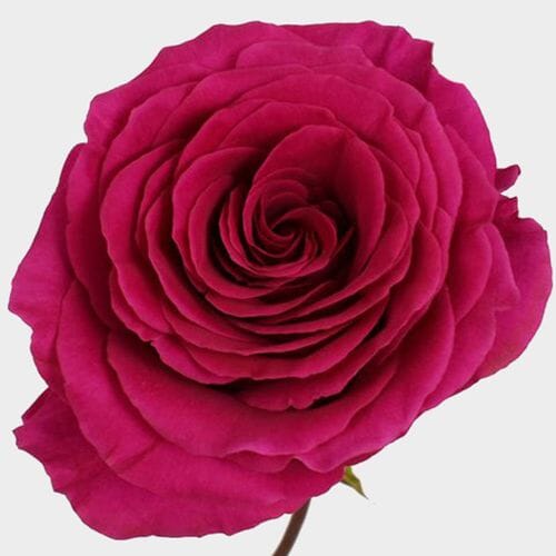 Wholesale flowers prices - buy Rose Pink Floyd 50cm in bulk