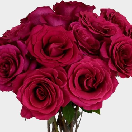 Rose Pink Floyd 50cm - Wholesale - Blooms By The Box