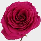 Rose Pink Floyd 60cm