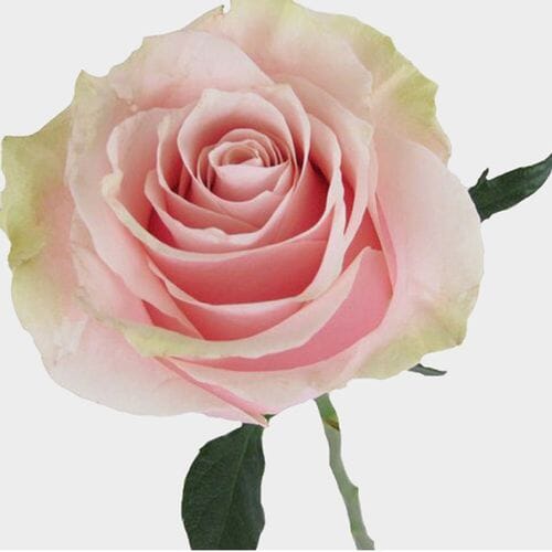 Wholesale flowers: Rose Mondial Pink 50cm