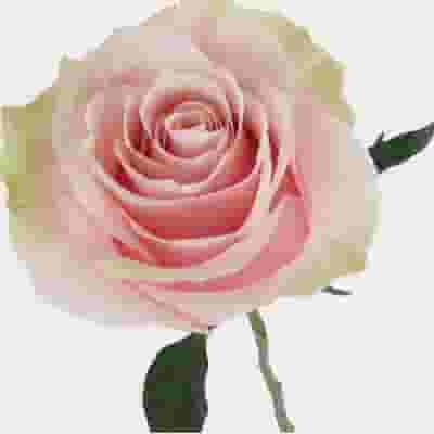 Rose Mondial Pink 60cm