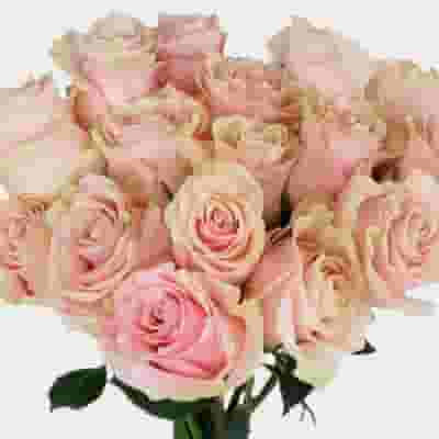 Rose Mondial Pink 60cm