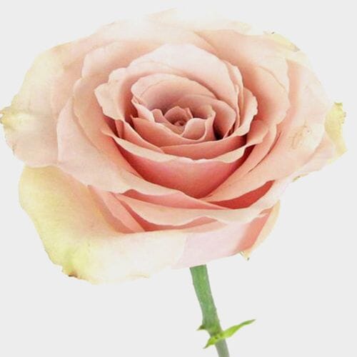 Bulk flowers online - Rose Quicksand  50 Cm.