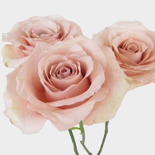 Rose Quicksand  50 Cm.