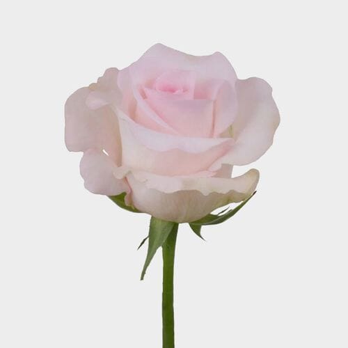 Wholesale flowers prices - buy Rose Sweet Akito  50 Cm. in bulk