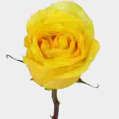 Rose Stardust Yellow 50cm