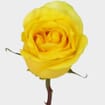 Rose Stardust Yellow 60cm