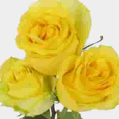 Rose Stardust Yellow 60cm