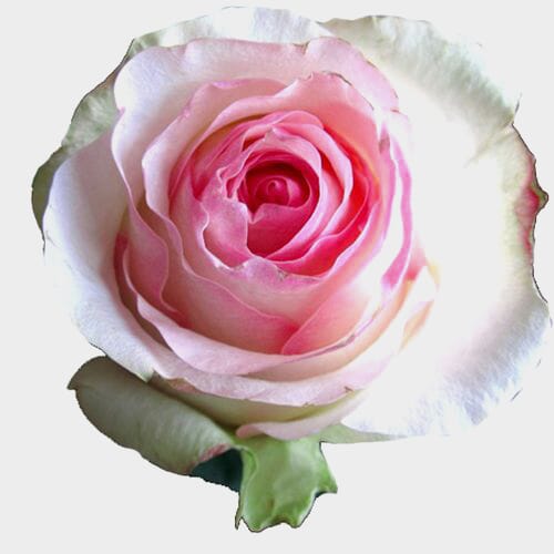 Bulk flowers online - Rose Senorita Pink 50cm