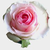 Rose Senorita Pink 60cm