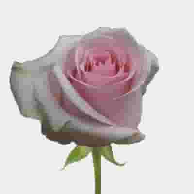 Rose Novia Pink 50cm Bulk