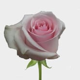 Rose Novia Pink 50cm Bulk