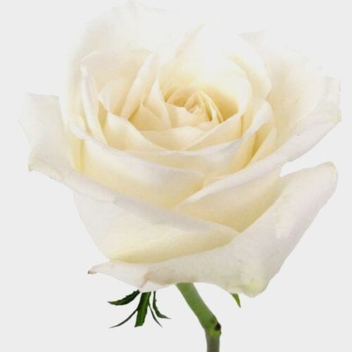 Wholesale flowers prices - buy Rose Playa Blanca 50 Cm. Bulk in bulk